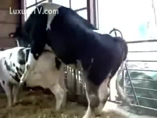 Beetle reccomend cow fucking