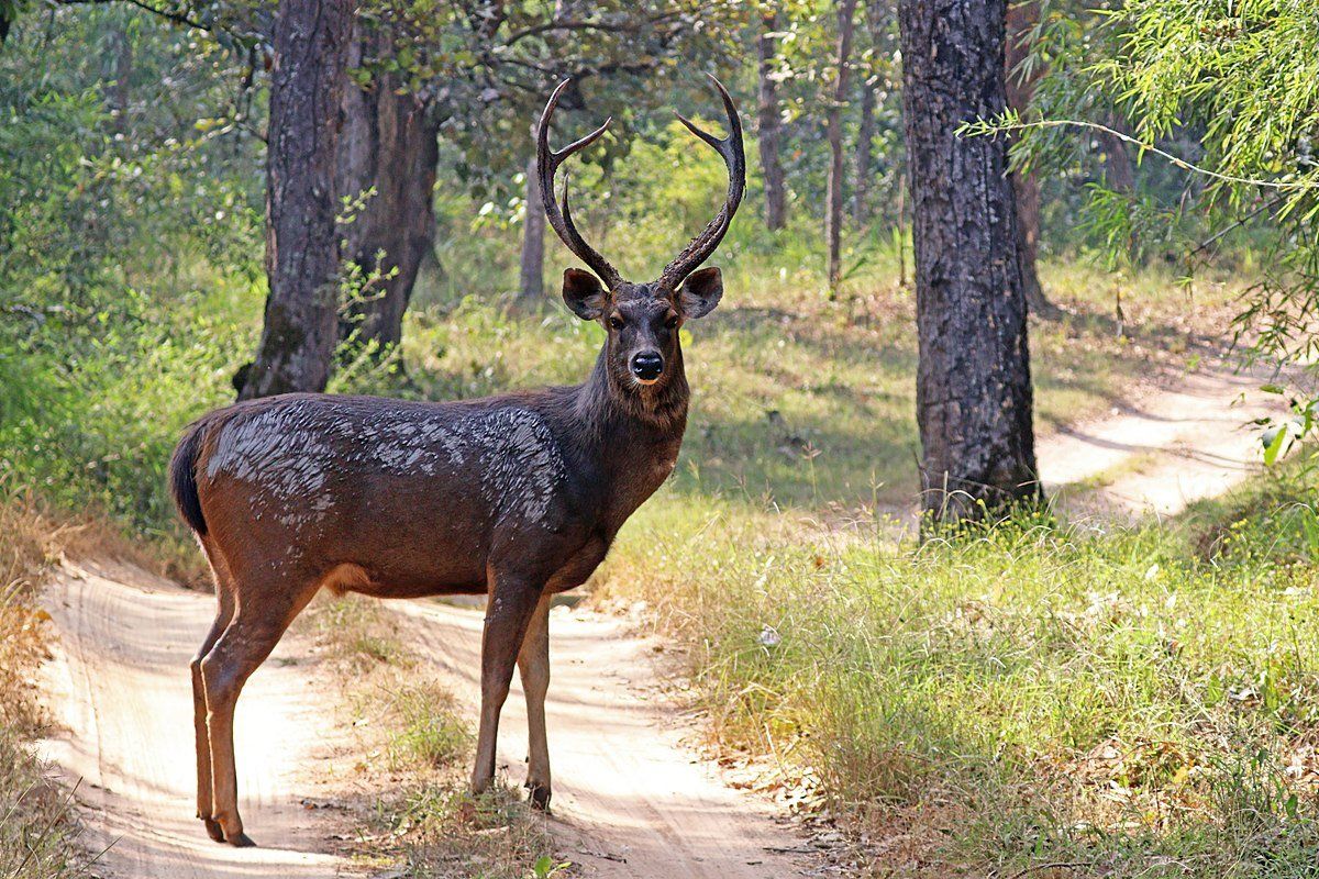 Lady L. reccomend deer fucks tutor